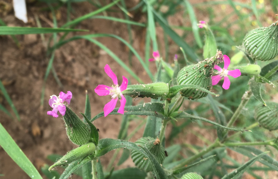 旱麥瓶草的種植方法和準(zhǔn)備事項(xiàng)?