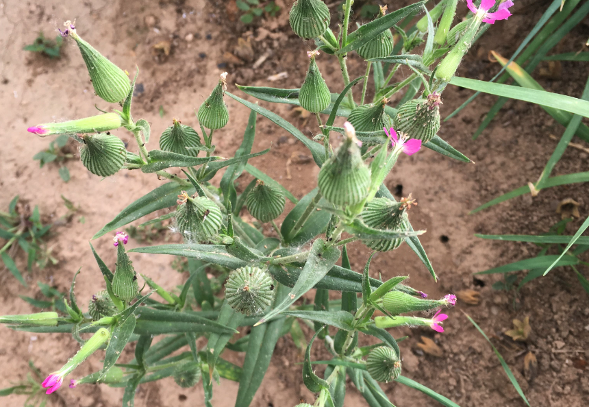 旱麥瓶草的種植方法和準(zhǔn)備事項(xiàng)?