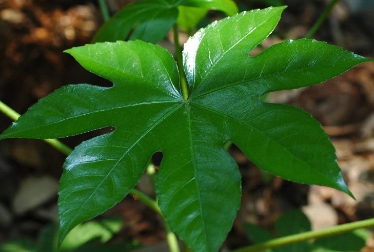 八角金盤怎么培育種子和進(jìn)行催芽 ?