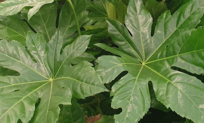 八角金盤(pán)對(duì)生長(zhǎng)環(huán)境有什么要求，花期在什么時(shí)候 ？