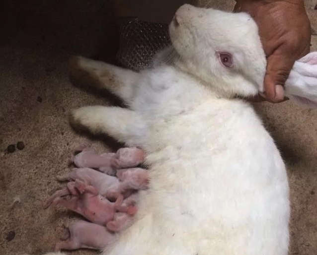 泌乳母兔增加多汁飼料有什么好處 ?