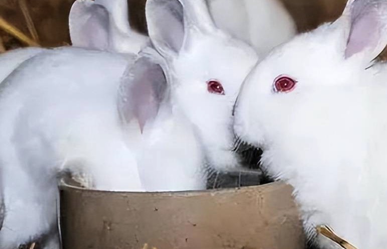泌乳母兔增加多汁飼料有什么好處 ?