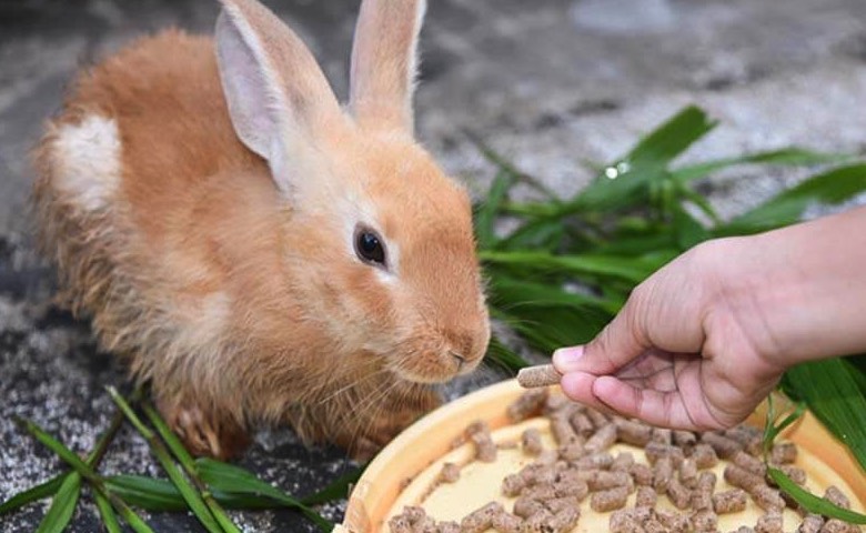 肉兔飼怎么降低粗纖維水平 ?