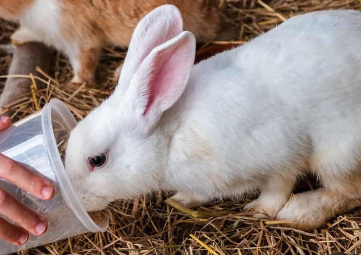 肉兔飼怎么降低粗纖維水平 ?