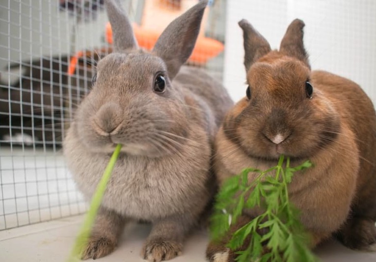 家兔飼料中的添加劑有哪些 ?