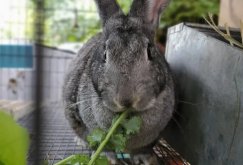 <strong>家兔飼料中的添加劑有哪些 ？</strong>