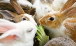 <strong>家兔飼料如何補充鈣和磷 ？</strong>