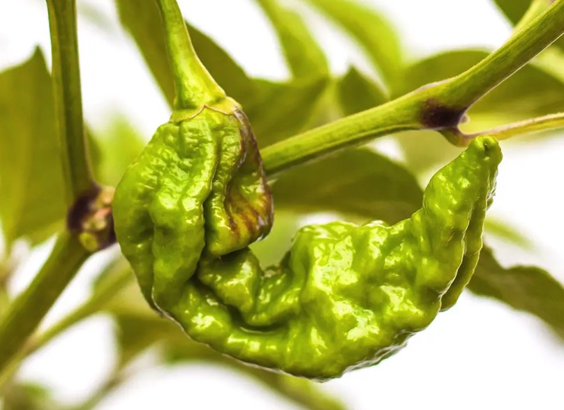 斷魂椒出現細菌斑點病是什么原因 ?