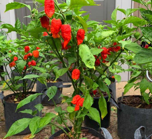 斷魂椒出現細菌斑點病是什么原因 ?