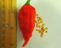 <strong>斷魂椒怎么處理種子和進行催芽 ？</strong>