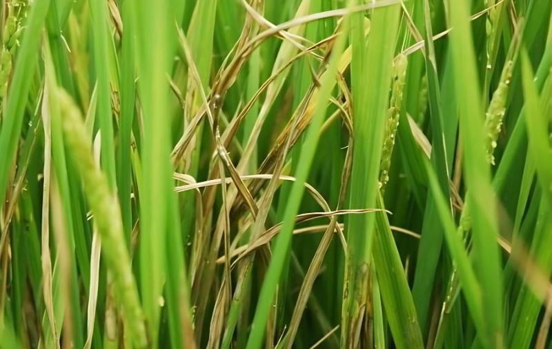 水稻發(fā)生紋枯病的表現(xiàn)癥狀有哪些?