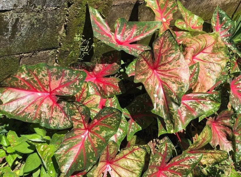 五彩芋對土壤和水分有什么要求,耐寒性怎么樣 ?
