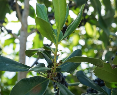 蔓竹杞是什么植物,有哪些形態(tài)特點 ?