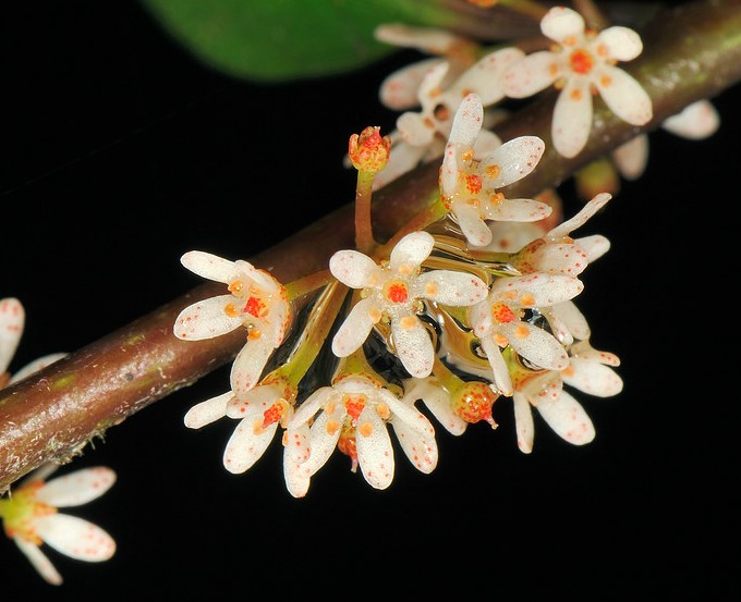 蔓竹杞對生長環(huán)境有什么要求,花期在什么時候 ?