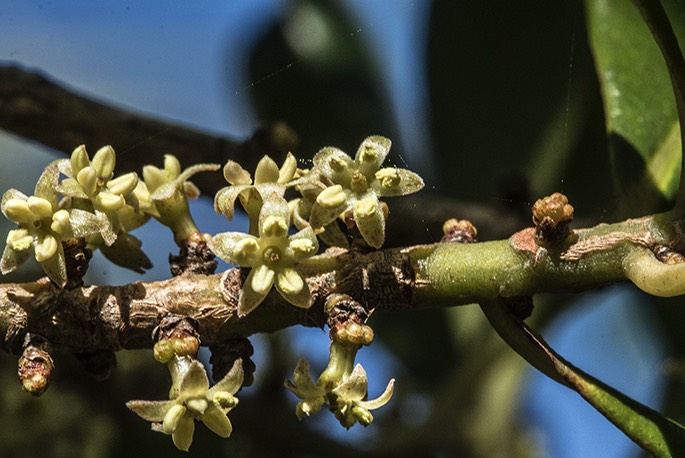 蔓竹杞對生長環(huán)境有什么要求,花期在什么時候 ?
