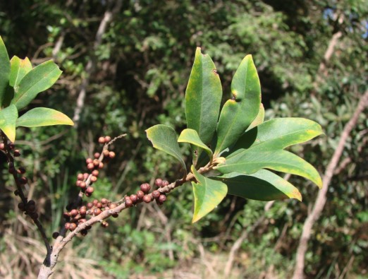 蔓竹杞有哪些生態(tài)習性,分布在什么地區(qū) ?