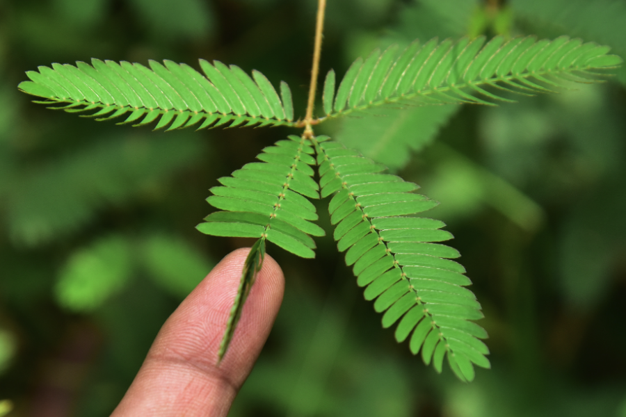 耐澇植物的耐性和機理是什么樣的?