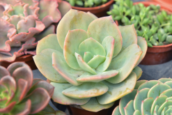 <strong>耐鹽植物怎么通過調節離子減輕鹽脅迫？</strong>