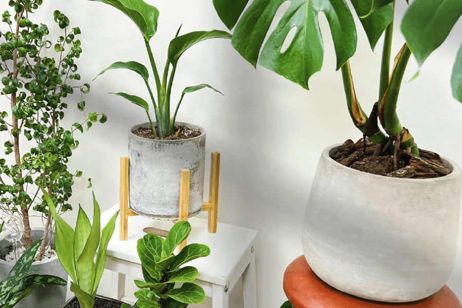 耐鹽植物怎么通過調節離子減輕鹽脅迫?