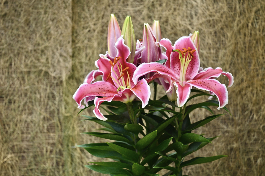 調滲蛋白基因對于提高植物耐鹽性有哪些好處?