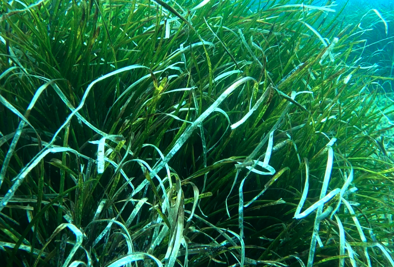波西多尼亞海草對生長環境有什么要求?