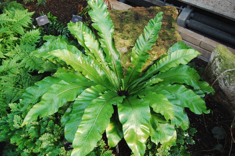 鳥(niǎo)巢蕨孢子怎么處理和萌芽 ?