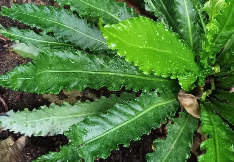 鳥巢蕨分布在哪些地區,對生長環境有什么要求 ?