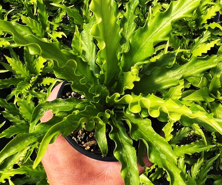 鳥巢蕨是什么植物,有什么形態特點 ?