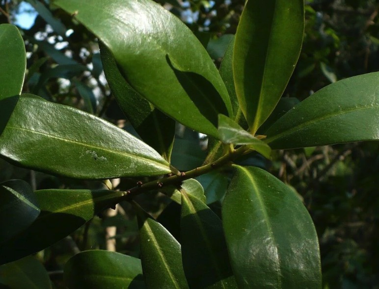 蔓竹杞的種植方法和注意事項 ?