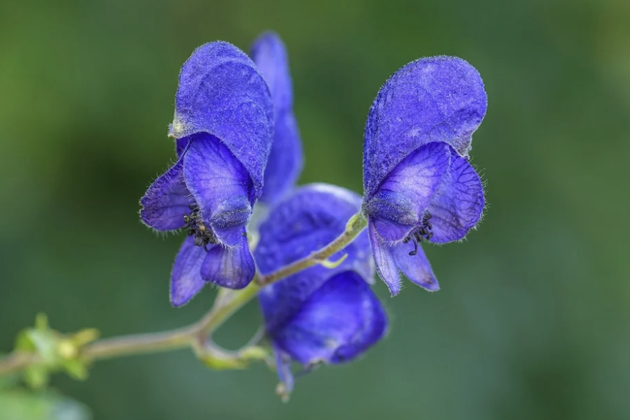 黃花烏頭對生長環境有什么要求,花期在什么時候?