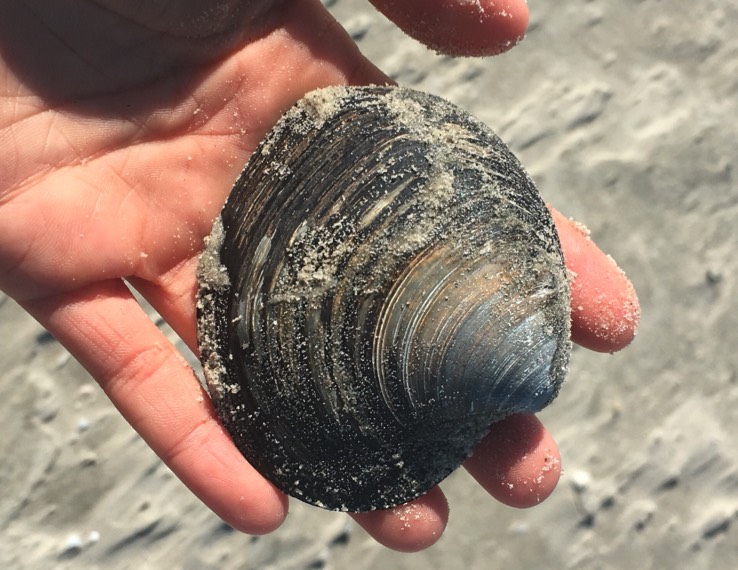 北極海螺對生長環境有什么要求,耐寒性怎么樣 ?