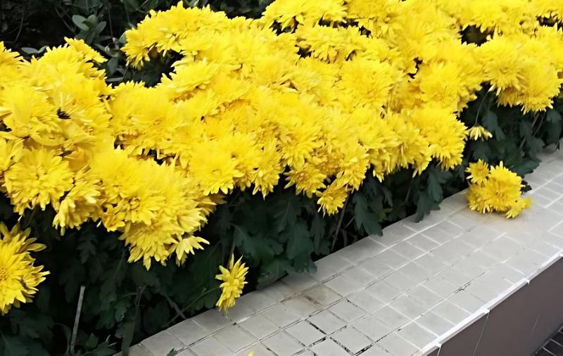 野菊花作為中草藥用,什么時候采摘最好?