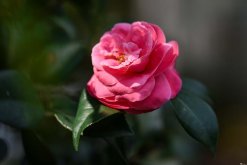 <strong>山茶花適應什么樣的生長環(huán)境？</strong>