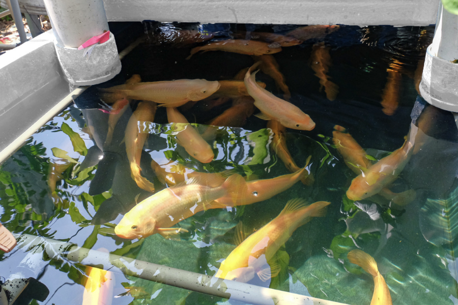 阿留申平鲉有哪些天敵,幼魚的成活率怎么樣?