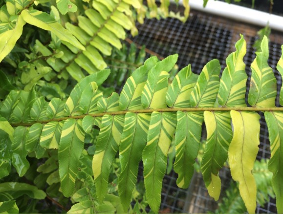 波士頓腎蕨是什么植物,有什么形態(tài)特點 ?