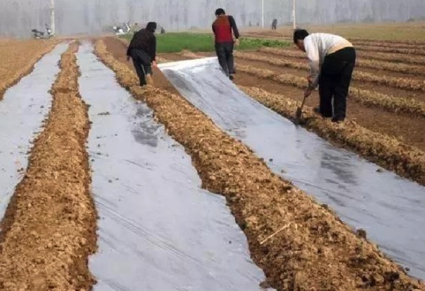 黍子種植需要鋪設(shè)地膜嗎?