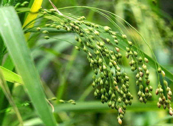 黍子土壤在冬季施農(nóng)家肥有什么好處 ?