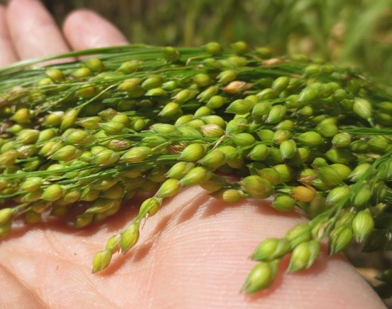 黍子土壤在冬季施農(nóng)家肥有什么好處 ?