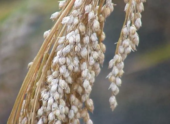 黍子的種植時間幾月,對溫度有什么要求 ?