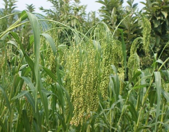 黍子是什么作物,有什么形態(tài)特點(diǎn)?
