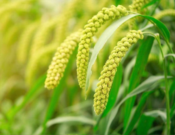 黍子是什么作物,有什么形態(tài)特點(diǎn)?