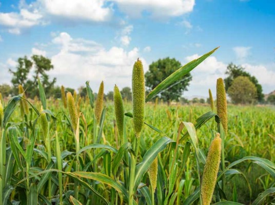 鹽堿地可以種植谷子嗎?