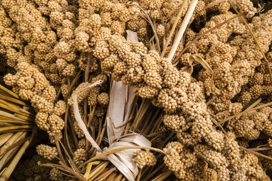 黍子的畝產(chǎn)量怎么樣,種植密度怎么把握?