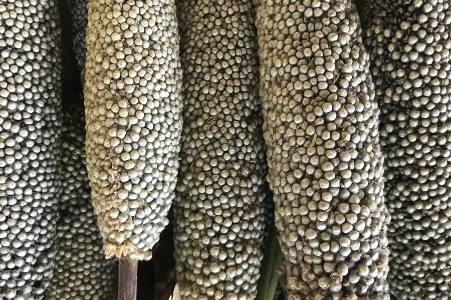 黍子倉庫出現(xiàn)谷蠹怎么處理和消滅?