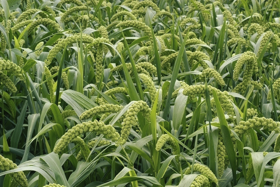 谷子種子根部的壽命一般有多久?