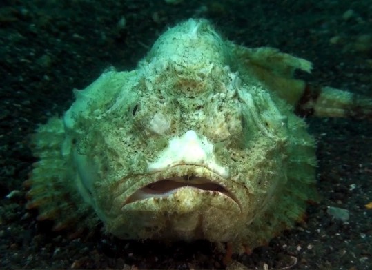 平石頭魚有哪些生活習性和飲食習性 ?