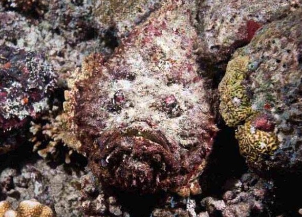 石頭魚是什么魚,分布在哪些海域 ?