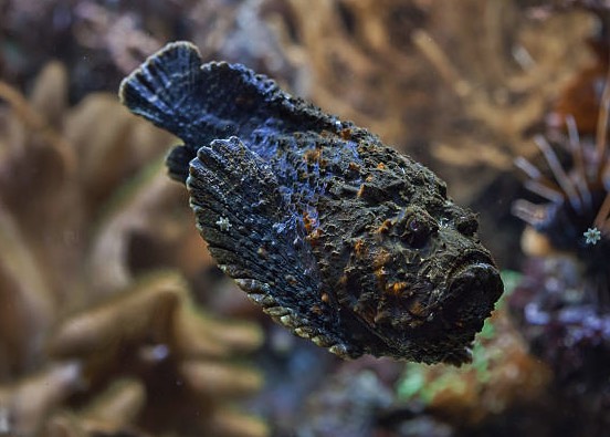 石頭魚是什么魚,分布在哪些海域 ?