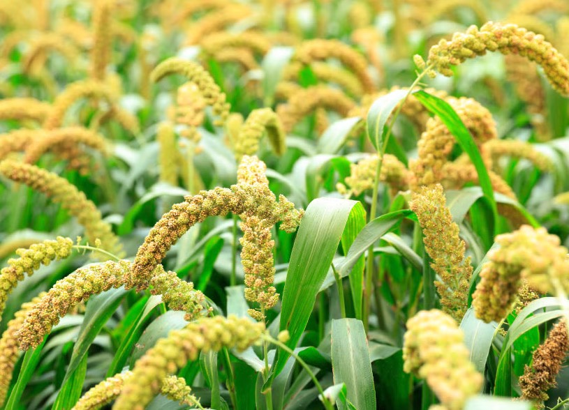 谷子的花朵有什么形態(tài)特點(diǎn) ?