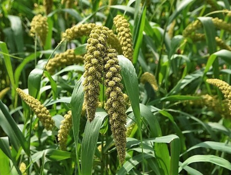 谷子的花朵有什么形態(tài)特點(diǎn) ?